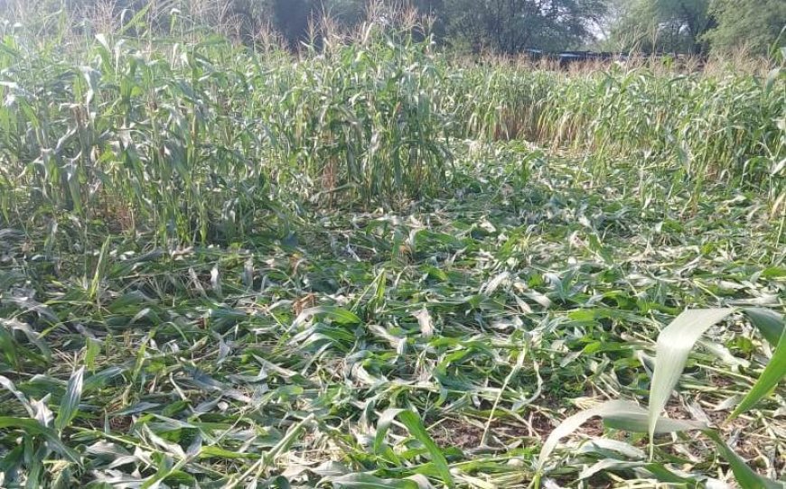 जंगली सुवरों के आतंक से परेशान मंडफिया के किसान, मक्की की फसल को पहुंचाया नुकसान