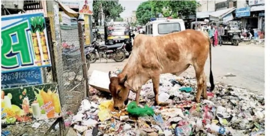 खैरथल नगर परिषद पॉलीथिन के उपयोग पर प्रतिबंध लागू करने में पूरी तरह फेल