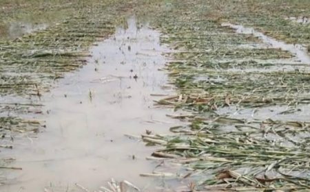 राठ क्षेत्र में बारिश ने बढ़ाई किसानों की चिंता