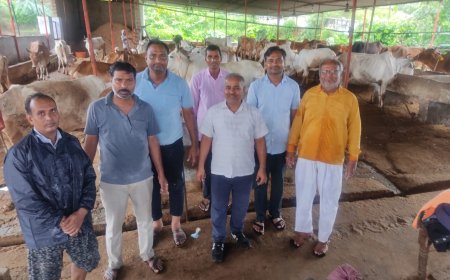 श्री श्याम सखा सेवा समिति महुवा के तत्वाधान में जलझूलनी ग्यारस पर श्री कृष्ण गोपाल गौशाला महुवा में गौ माताऔ को खिलाया हरा चारा सब्जी गुड