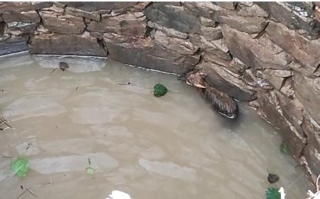 बिना मुंडेर के कुएं में गिरा सियार निकालने के प्रयास जारी