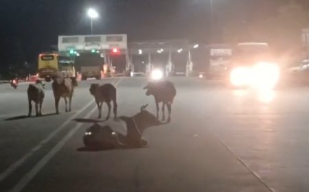 राजसमन्द भीलवाड़ा हाई वे मुझरास टोल प्लाजा पर रात्रि को जानवरों का जमावड़ा होने से दुर्घटना जानमाल के  नुकसान का भय