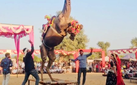 टोडपुरा मे शेखावाटी हॉर्स शो का हषोल्लास और उमंग के साथ का हुआ समापन, पशु मेले में पशु प्रेमियों दर्शकों व ग्रामीणों ने बढ़ चढ़कर लिया हिस्सा