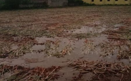 सकट में एक घंटे की झमाझम बारिश से खेतों में भरा पानी, तैरने लगी बाजरे की फसल, किसान चिंतित