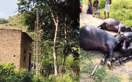 खेत में विचरण कर रही तीन भैंसों की करंट लगने से मौत