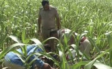 पशुओं का चारा लेने गई महिला को मिला मानव कंकाल और साड़ी: ज्वार के खेत में बाल और चप्पलें मिली