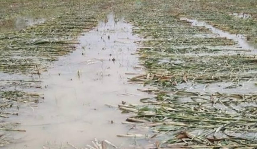 राठ क्षेत्र में बारिश ने बढ़ाई किसानों की चिंता