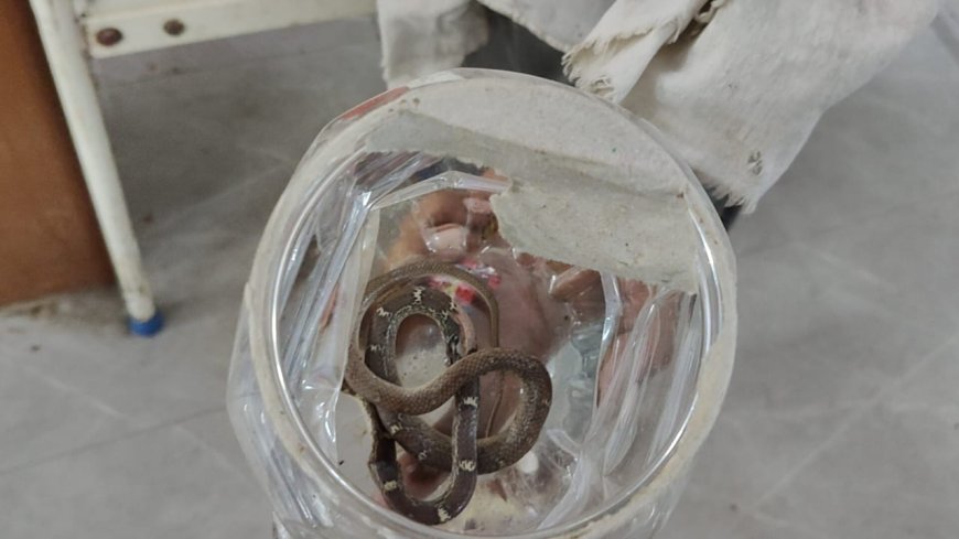 नीमली गांव में मजदूर को सांप ने काटा, साथी ने सांप को डब्बे में बंद कर पहुंचाया अस्पताल