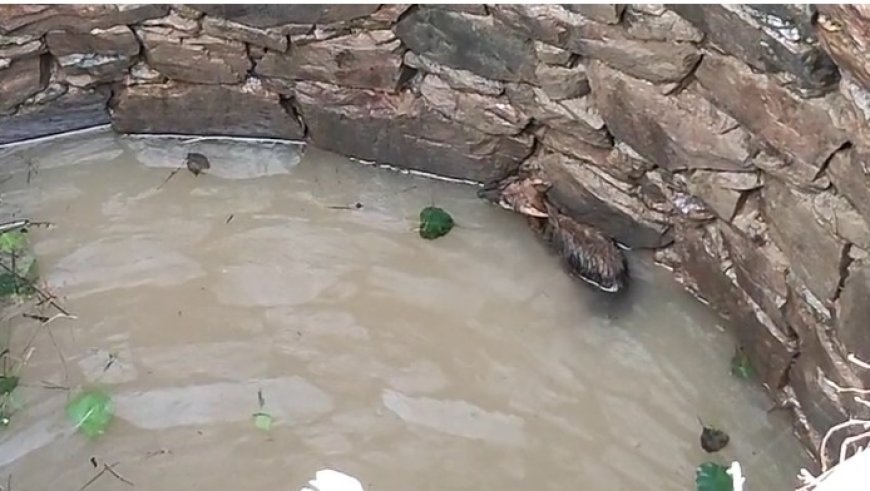 बिना मुंडेर के कुएं में गिरा सियार निकालने के प्रयास जारी