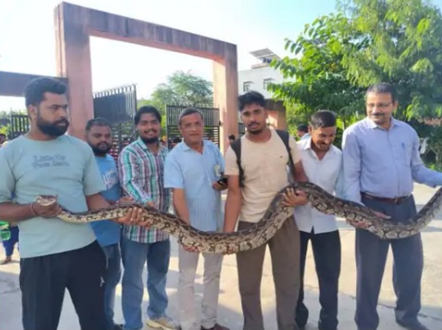 कॉलेज में घुसा 15 फीट लंबा अजगर:बैंच के ऊपर बैठे स्टूडेंट्स में मची अफरा-तफरी, वन विभाग की टीम ने किया रेस्क्यू