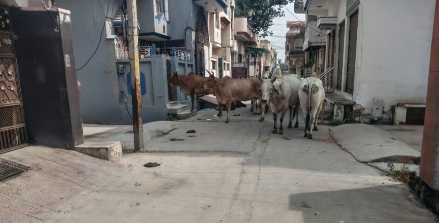 नगर परिषद अधिकारियों की लापरवाही, बेसहारा गोवंश का सड़कों पर डेरा, लोग परेशान हो रहे