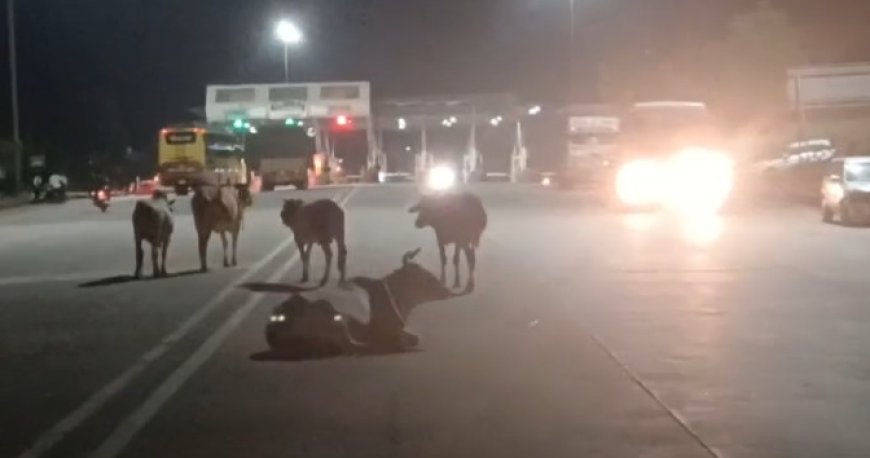 राजसमन्द भीलवाड़ा हाई वे मुझरास टोल प्लाजा पर रात्रि को जानवरों का जमावड़ा होने से दुर्घटना जानमाल के  नुकसान का भय