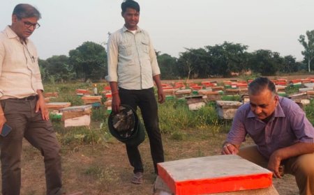 मधुमक्खी पालन पर मिलेगा 80 हजार तक का अनुदान: किसान मधुमक्खी पालन के लिए ऑन लाइन या उद्यान विभाग में कर सकेगें आवेदन