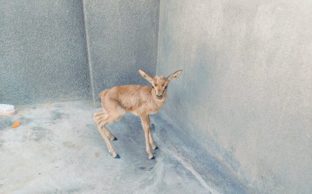 घायल हरिण के बच्चे का प्राथमिक उपचार के बाद सुपुर्द किया अमृता देवी वन्यजीव संरक्षण संस्थान