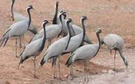 हिमालय की चोटियों को पार कर कुरजां साइबेरिया से पहुचा भरतपुर