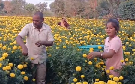 गुरला में फूलों की बंपर पैदावार, त्यौहारों पर हुए व्यवसाय से चलता हैं घर, प्रदेश के बाहर भी रहती है गुरला के फुलों की मांग