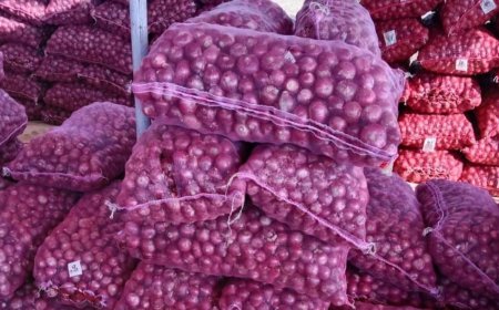 उत्साह नहीं: हजारों निवेशकों के करोड़ों रुपए डूबे, किसान की मेहनत पर मंडी ने फेरा पानी:उत्साह नहीं: हजारों निवेशकों के करोड़ों रुपए डूबे, किसान की मेहनत पर मंडी ने फेरा पानी