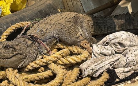 सरिस्का अभयारण्य के जंगल से निकलकर आया खेतों में मगर मच्छ मची अफरातफरी