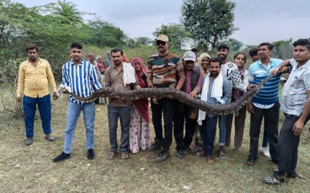 15 फीट लंबे व 60 किलो वजनी अजगर का रेस्क्यू कर जंगल में छोड़ा