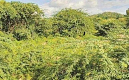 विलायती बबूल अब होगी जड़ से नष्ट