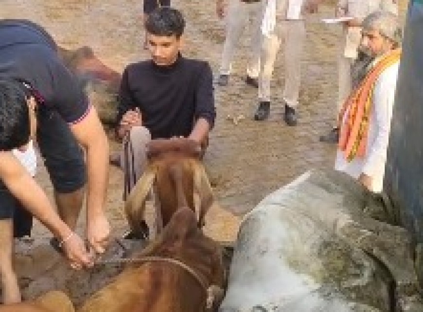 सात गौवंश मुक्त करा गौशाला में सौंपें:दिल्ली  मुंबई एक्सप्रेस वे पर से हो रही गौतस्करी