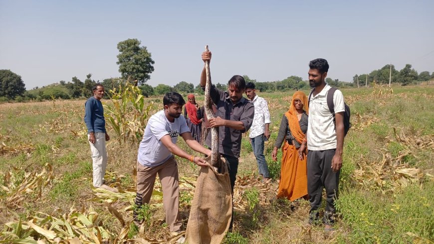 गुरला से 10 फिट लंबे अजगर का रेसक्यु कर जंगल में छोड़ा