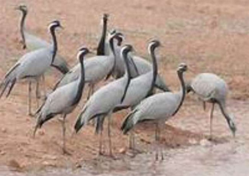 हिमालय की चोटियों को पार कर कुरजां साइबेरिया से पहुचा भरतपुर