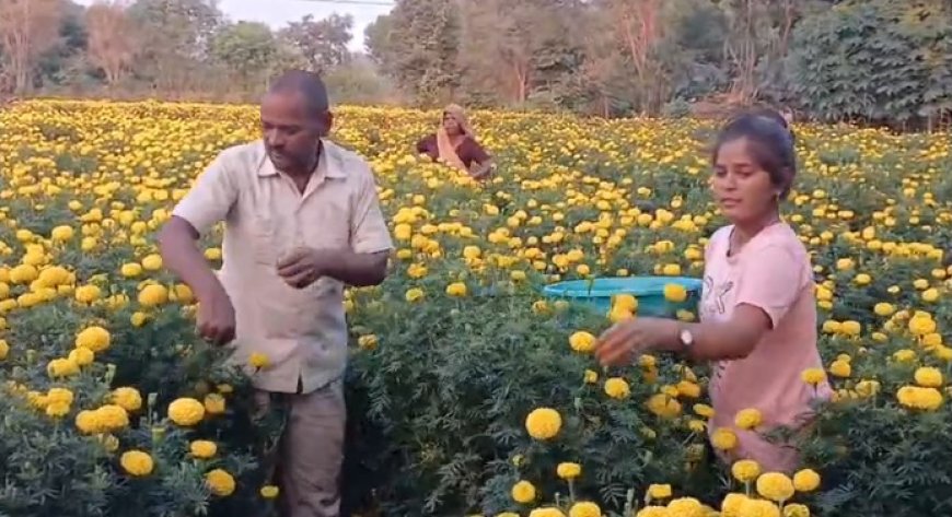 गुरला में फूलों की बंपर पैदावार, त्यौहारों पर हुए व्यवसाय से चलता हैं घर, प्रदेश के बाहर भी रहती है गुरला के फुलों की मांग
