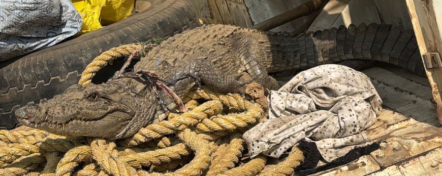 सरिस्का अभयारण्य के जंगल से निकलकर आया खेतों में मगर मच्छ मची अफरातफरी