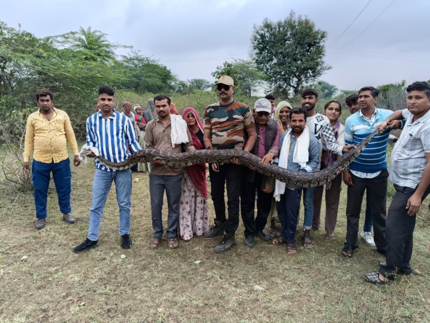 15 फीट लंबे व 60 किलो वजनी अजगर का रेस्क्यू कर जंगल में छोड़ा