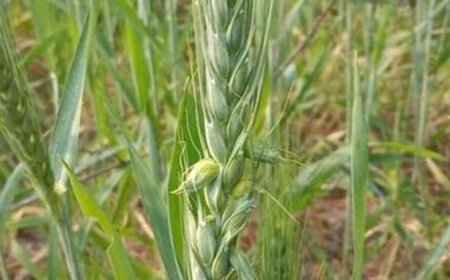 जिले मे किसानो को उपलब्ध कराया जावेगा 50 %अनुदान पर गेहूं का प्रमाणित बीज राष्ट्रीय कृषि विकास योजना अंतर्गत मिलेगा बीज