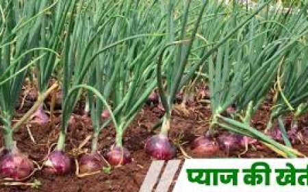 अलवर के किसान ने नीम-छाछ-कपूर से तैयार की ऑर्गेनिक प्याज की फसल