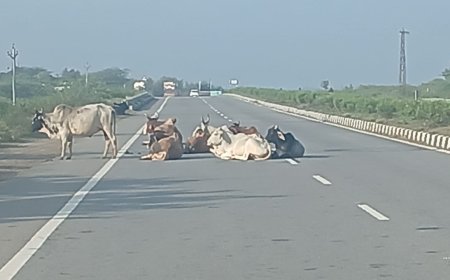 हाईवे पर जानवरों का जमावड़ा दुर्घटना होने से जानमाल को नुकसान