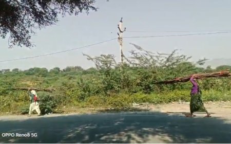 थानागाजी तहसील के अधीन सरिस्का बाघ परियोजना क्षेत्र मे हरे पेड़ों की ईंधन के लिए हो रही कटाई, जिम्मेदार मौन