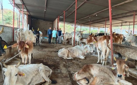 श्री कृष्ण गोपाल गौशाला महुवा का प्रहलाद मीणा संयुक्त निदेशक पशुपालन विभाग दौसा ने किया आकस्मिक निरीक्षण