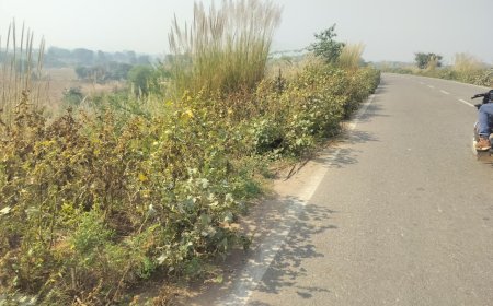 बयाना–ब्रह्मबाद मार्ग पर बढ़ रही झाड़ियाँ बनी हादसों का कारण,  स्थानीय लोगों ने उठाई सफाई की मांग, प्रशासन बेखबर