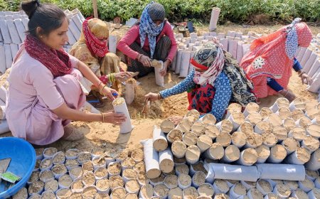 वन रेंज नदबई हॉल हलैना क्षेत्र में होंगे 2 लाख पौधे तैयार, वर्ष 2026 के मानसून सत्र में बेचेगा वन विभाग