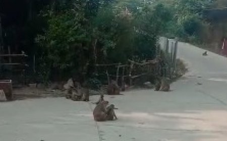 बंदरों के आंतक से आमजन परेशान ,आए दिन हो रही काटने सामान झपटने की घटनाएं