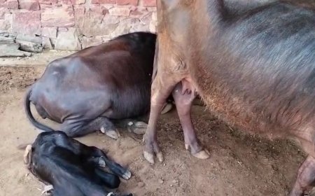 राजस्थान में 1 दिसंबर से शुरू होगी मंगला पशु बीमा योजना: 21 लाख पशुओं का होगा निःशुल्क बीमा