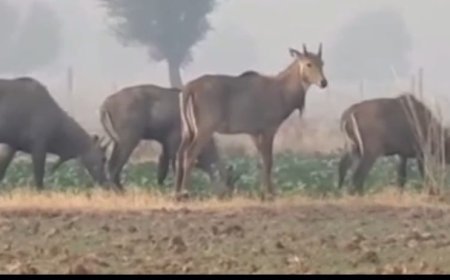 किसान नीलगाय से हैं परेशान,  अपनाएं आसान उपाय