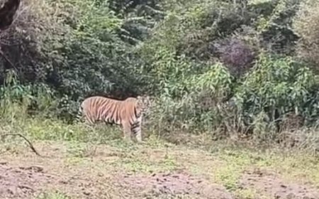 सरिस्का टाइगर रिज़र्व में बाघिन ST-2302 दो शावकों संग दिखी, शाम की सफारी पर्यटकों के लिए बनी यादगार