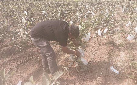 अमरुद के स्वाद से मुख में आ जाता पानी  :भरतपुर संभाग की अमरुद बागवानी