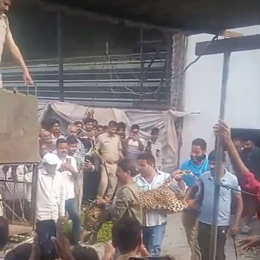 जंगल से भटका तेंदुआ घुसा घर में, मां बेटे पर किया हमला, 08 मिनट में किया ट्रेंकुलाइज