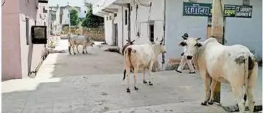 बेसहारा पशुओं को पकड़ने के अभियान का असर नहीं, सड़कों पर गौवंश का जमावड़ा