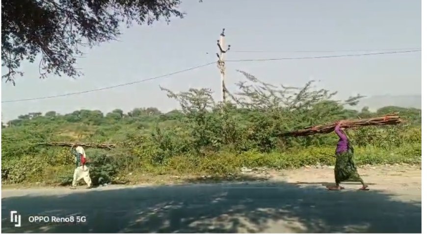 थानागाजी तहसील के अधीन सरिस्का बाघ परियोजना क्षेत्र मे हरे पेड़ों की ईंधन के लिए हो रही कटाई, जिम्मेदार मौन