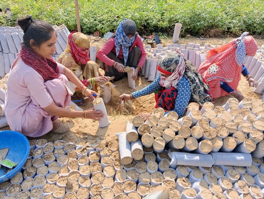 वन रेंज नदबई हॉल हलैना क्षेत्र में होंगे 2 लाख पौधे तैयार, वर्ष 2026 के मानसून सत्र में बेचेगा वन विभाग