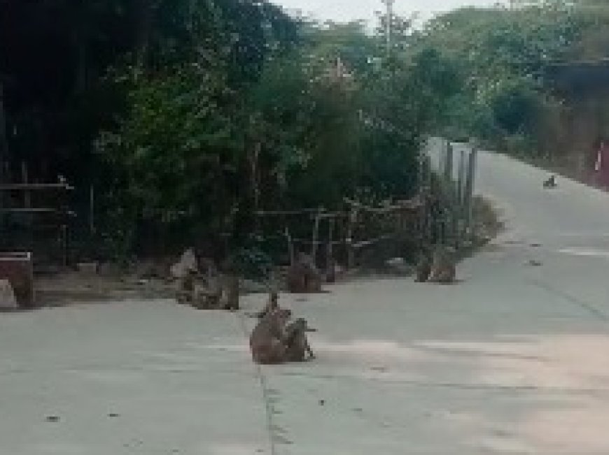 बंदरों के आंतक से आमजन परेशान ,आए दिन हो रही काटने सामान झपटने की घटनाएं