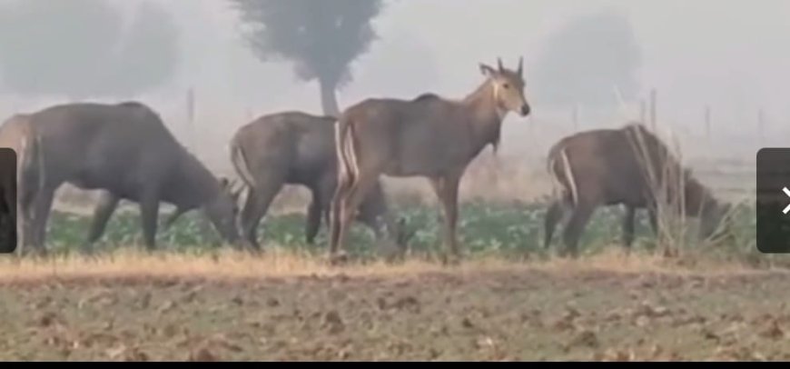 किसान नीलगाय से हैं परेशान,  अपनाएं आसान उपाय