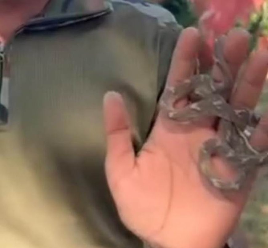 बिल्ली सांप (बोईगा ) का रेशक्यु कर जंगल में छोड़ा