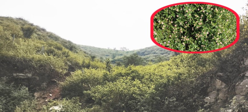 गुरला क्षेत्र में पहाड़ी, खेतों, रोड किनारे लैंटाना कैमरा ( जर्मनी ) का पौधा फसलों,जंगलों, जानवरों लिए खतरा बढ़ा रहा